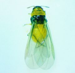 Phylloxera caryaescissa by no rights reserved, uploaded by Ken Kneidel. Used under a CC0 license.