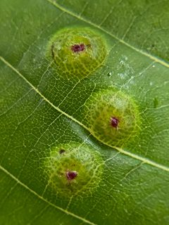 Phylloxera by (c) Emily Summerbell, some rights reserved (CC BY), uploaded by Emily Summerbell. Used under a CC-BY license.