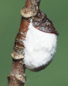 Pulvinaria innumerabilis by no rights reserved, uploaded by Adam Kranz. Used under a CC0 license.