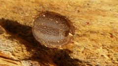 Pulvinaria innumerabilis by (c) Daniel J. Layton, some rights reserved (CC BY), uploaded by Daniel J. Layton. Used under a CC-BY license.