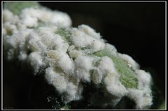 Phenacoccus by (c) Eran Finkle, some rights reserved (CC BY). Used under a CC-BY license.