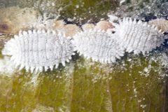 Planococcus citri by (c) Jeffrey W. Lotz, Florida Department of Agriculture and Consumer Services, Bugwood.org, some rights reserved (CC BY). Used under a CC-BY license.