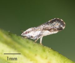 Euphyllurinae by no rights reserved, uploaded by Jesse Rorabaugh. Used under a CC0 license.
