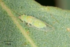 Glycaspis brimblecombei by no rights reserved, uploaded by Jesse Rorabaugh. Used under a CC0 license.