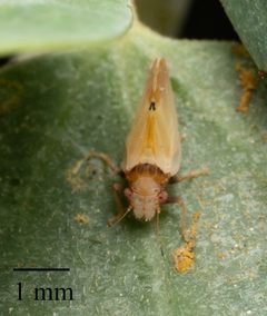 Nyctiphalerus vermiculosus by no rights reserved, uploaded by Jesse Rorabaugh. Used under a CC0 license.