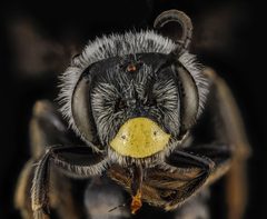 Andrena aliciae by no rights reserved, uploaded by USGS Bee Inventory and Monitoring Lab. Used under a CC0 license.