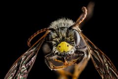 Andrena banksi by (c) USGS Bee Inventory and Monitoring Lab, some rights reserved (CC BY). Used under a CC-BY license.