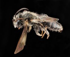 Andrena banksi by (c) USGS Bee Inventory and Monitoring Lab, some rights reserved (CC BY). Used under a CC-BY license.