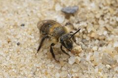 Andrena bradleyi by (c) Matt Pelikan, some rights reserved (CC BY), uploaded by Matt Pelikan. Used under a CC-BY license.