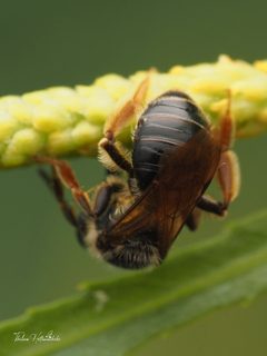 Andrena forbesii by (c) Thilina Hettiarachchi, some rights reserved (CC BY), uploaded by Thilina Hettiarachchi. Used under a CC-BY license.