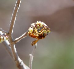 Andrena jessicae by (c) Bob Nieman, some rights reserved (CC BY), uploaded by Bob Nieman. Used under a CC-BY license.