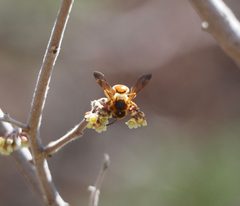 Andrena jessicae by (c) Bob Nieman, some rights reserved (CC BY), uploaded by Bob Nieman. Used under a CC-BY license.