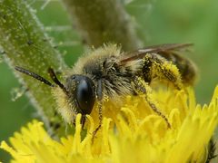 Andrena krigiana by no rights reserved, uploaded by Bruce Cook. Used under a CC0 license.