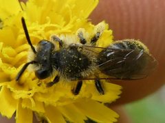 Andrena krigiana by no rights reserved, uploaded by Bruce Cook. Used under a CC0 license.