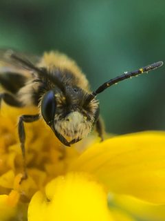 Andrena miserabilis by (c) James Kindt, some rights reserved (CC BY), uploaded by James Kindt. Used under a CC-BY license.