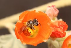 Andrena sphaeralceae by (c) Benjamin Burgunder, some rights reserved (CC BY), uploaded by Benjamin Burgunder. Used under a CC-BY license.