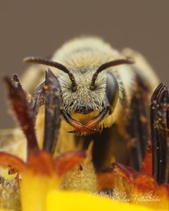 Perdita albipennis by (c) Thilina Hettiarachchi, some rights reserved (CC BY), uploaded by Thilina Hettiarachchi. Used under a CC-BY license.