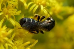 Perdita octomaculata by (c) Amy Schnebelin, some rights reserved (CC BY), uploaded by Amy Schnebelin. Used under a CC-BY license.