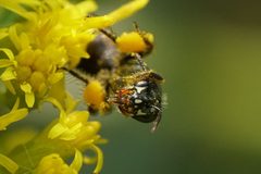 Perdita octomaculata by (c) Amy Schnebelin, some rights reserved (CC BY), uploaded by Amy Schnebelin. Used under a CC-BY license.