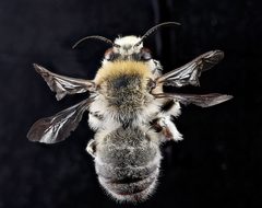 Anthophora occidentalis by no rights reserved, uploaded by USGS Bee Inventory and Monitoring Lab. Used under a CC0 license.