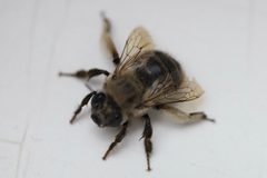 Anthophora pacifica by (c) eebee, some rights reserved (CC BY), uploaded by eebee. Used under a CC-BY license.