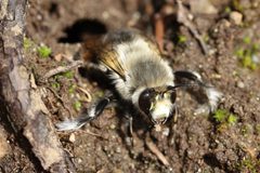 Anthophora pacifica by (c) eebee, some rights reserved (CC BY), uploaded by eebee. Used under a CC-BY license.