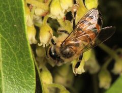 Apis mellifera scutellata by (c) Wynand Uys, some rights reserved (CC BY), uploaded by Wynand Uys. Used under a CC-BY license.