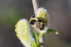 Bombus frigidus by (c) Syd Cannings, some rights reserved (CC BY), uploaded by Syd Cannings. Used under a CC-BY license.