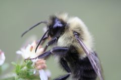 Bombus impatiens by (c) Matthew Lindsey, some rights reserved (CC BY), uploaded by Matthew Lindsey. Used under a CC-BY license.