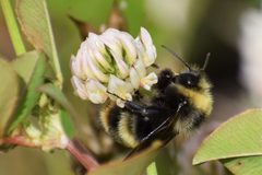 Bombus mckayi by (c) Syd Cannings, some rights reserved (CC BY), uploaded by Syd Cannings. Used under a CC-BY license.