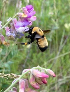 Bombus nevadensis by (c) Sean Frey, some rights reserved (CC BY), uploaded by Sean Frey. Used under a CC-BY license.