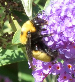 Bombus nevadensis by no rights reserved, uploaded by Steve Wells. Used under a CC0 license.