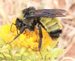 Bombus pensylvanicus by (c) crseaquist, some rights reserved (CC BY), uploaded by crseaquist. Used under a CC-BY license.