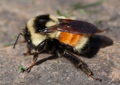 Bombus ternarius by no rights reserved, uploaded by Kent McFarland. Used under a CC0 license.