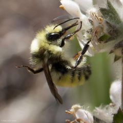 Bombus vandykei by (c) Ken-ichi Ueda, some rights reserved (CC BY), uploaded by Ken-ichi Ueda. Used under a CC-BY license.