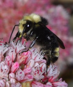 Bombus vosnesenskii by (c) Don Loarie, some rights reserved (CC BY). Used under a CC-BY license.