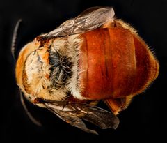 Centris errans by (c) USGS Bee Inventory and Monitoring Lab, some rights reserved (CC BY). Used under a CC-BY license.