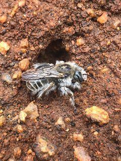 Diadasia bituberculata by (c) Rachel Allingham, some rights reserved (CC BY), uploaded by Rachel Allingham. Used under a CC-BY license.