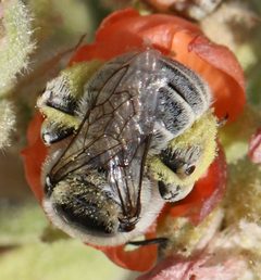 Diadasia diminuta by (c) Catherine C. Galley, some rights reserved (CC BY), uploaded by Catherine C. Galley. Used under a CC-BY license.