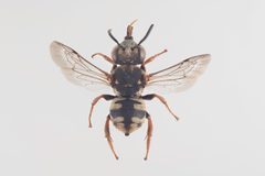 Epeolus by (c) Arnstein Staverløkk/Norsk institutt for naturforskning, some rights reserved (CC BY). Used under a CC-BY license.