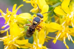 Nomada placida by (c) Sara Patton, some rights reserved (CC BY), uploaded by Sara Patton. Used under a CC-BY license.
