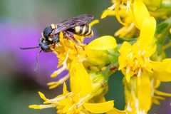 Nomada placida by (c) Sara Patton, some rights reserved (CC BY), uploaded by Sara Patton. Used under a CC-BY license.