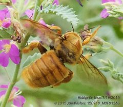 Xylocopa griswoldi by (c) John Rosford, some rights reserved (CC BY), uploaded by John Rosford. Used under a CC-BY license.