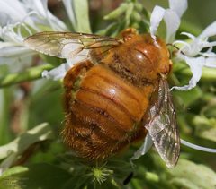 Xylocopa griswoldi by (c) John Rosford, some rights reserved (CC BY), uploaded by John Rosford. Used under a CC-BY license.