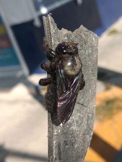 Xylocopa griswoldi by (c) Rodolfo Salinas Villarreal, some rights reserved (CC BY), uploaded by Rodolfo Salinas Villarreal. Used under a CC-BY license.