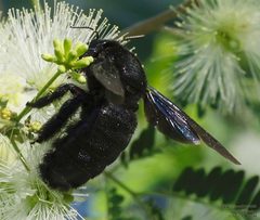 Xylocopa griswoldi by (c) John Rosford, some rights reserved (CC BY), uploaded by John Rosford. Used under a CC-BY license.