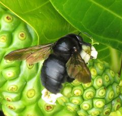 Xylocopa sonorina by no rights reserved, uploaded by Steve Wells. Used under a CC0 license.