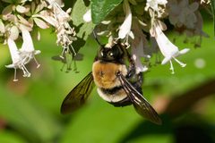 Xylocopa virginica virginica by (c) Linda Watson, some rights reserved (CC BY), uploaded by Linda Watson. Used under a CC-BY license.