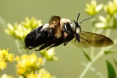 Xylocopa virginica virginica by (c) Louise Woodrich, some rights reserved (CC BY), uploaded by Louise Woodrich. Used under a CC-BY license.