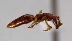 Pristocerinae by (c) Emmett Collins-Sussman, some rights reserved (CC BY), uploaded by Emmett Collins-Sussman. Used under a CC-BY license.